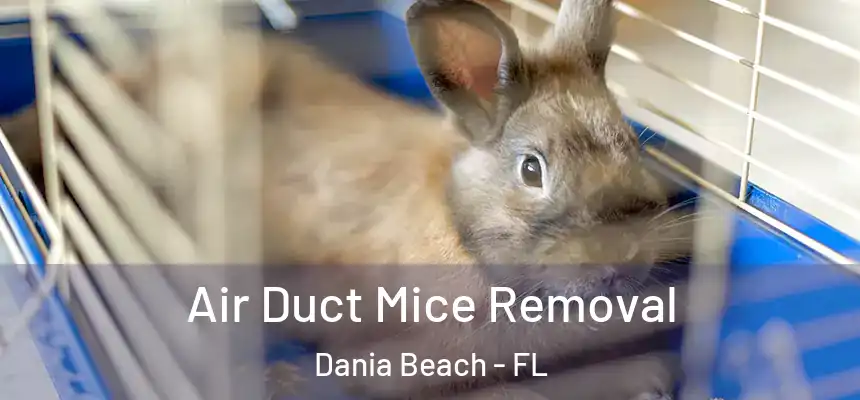  Air Duct Mice Removal Dania Beach - FL